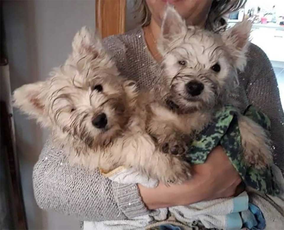 Rescued twin puppies