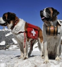 Saint Bernard rescue dog