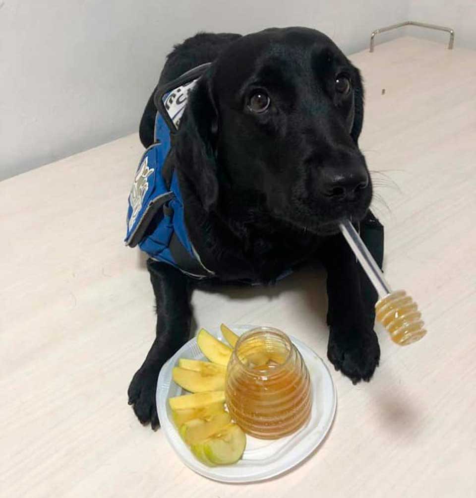 Service dog eating