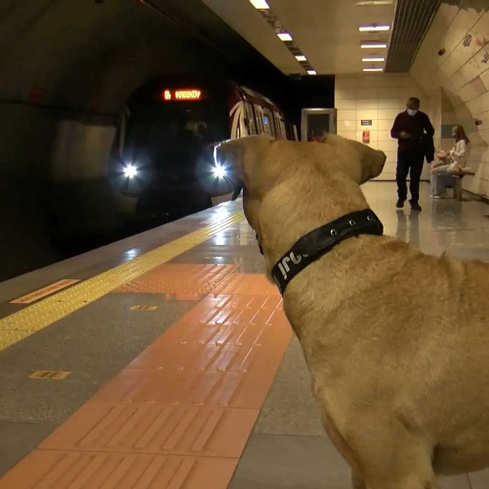 Stray dog uses public transport