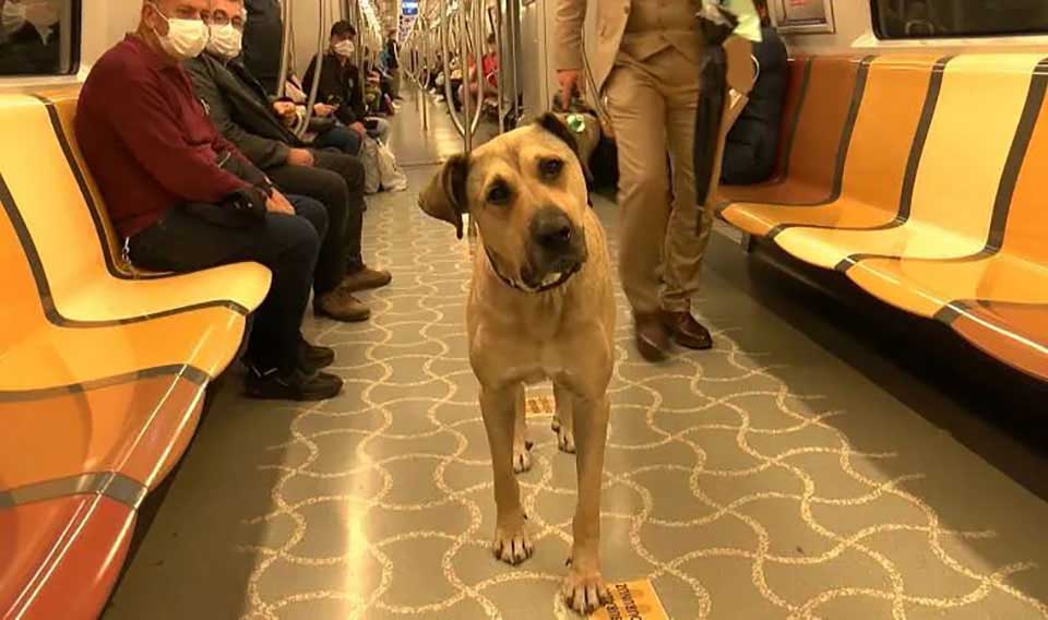 Stray dog uses public transport