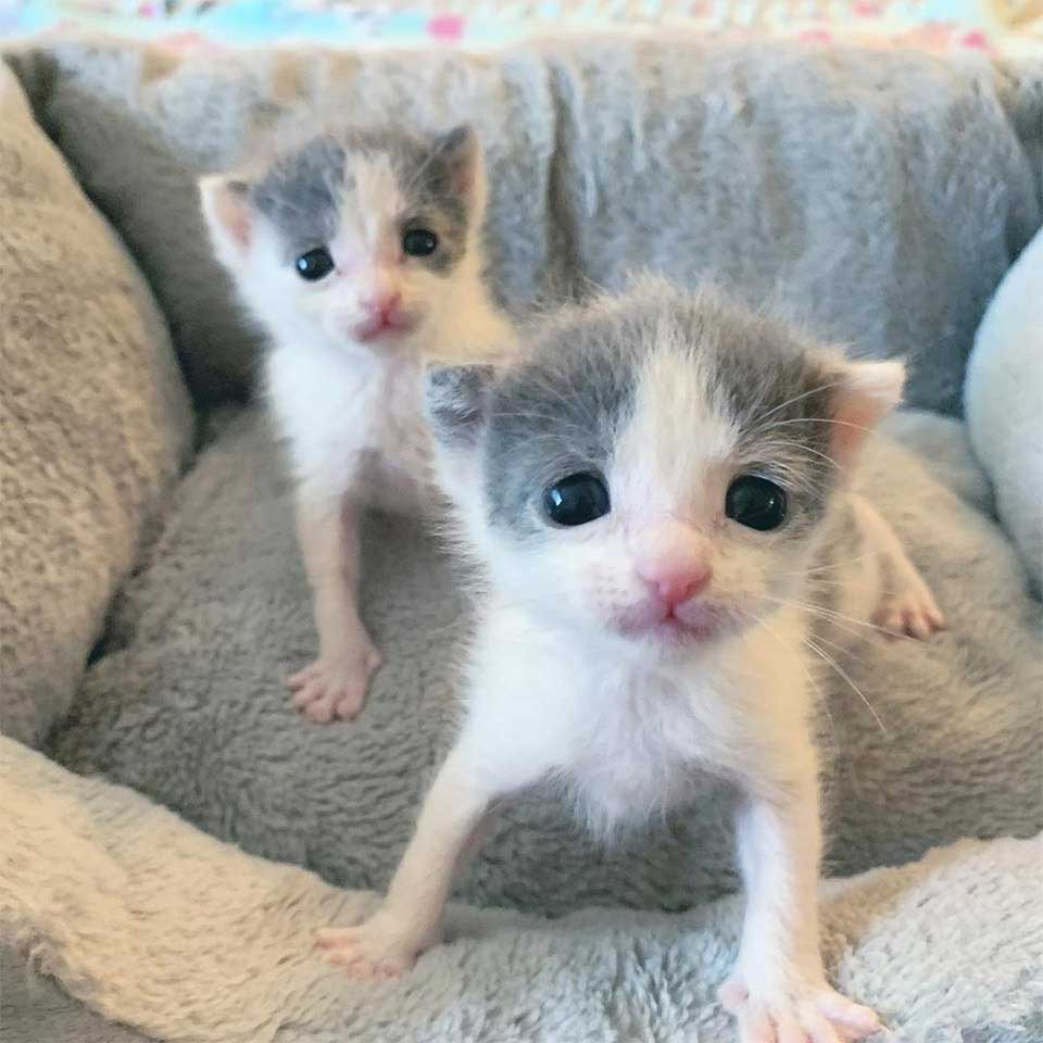 Twin kittens siblings