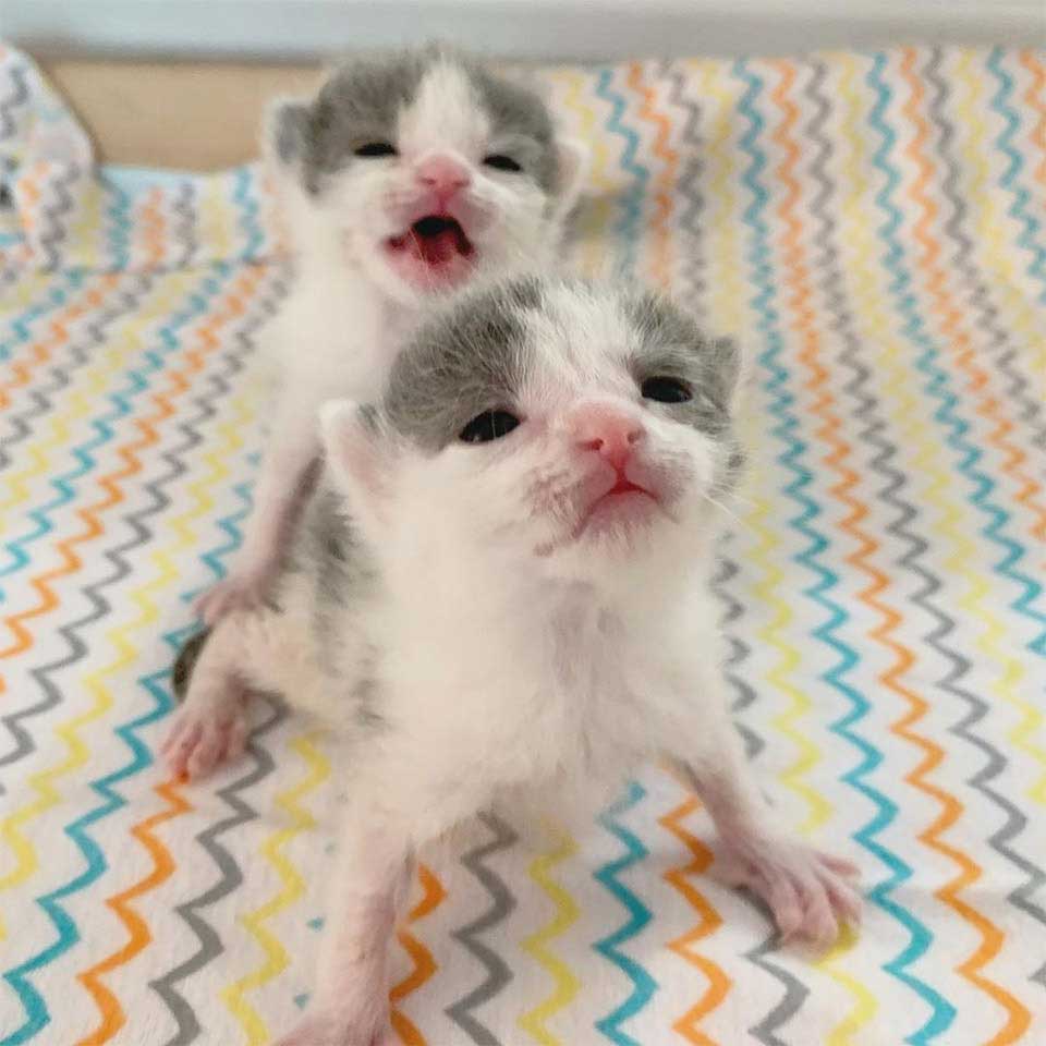 Twin kittens