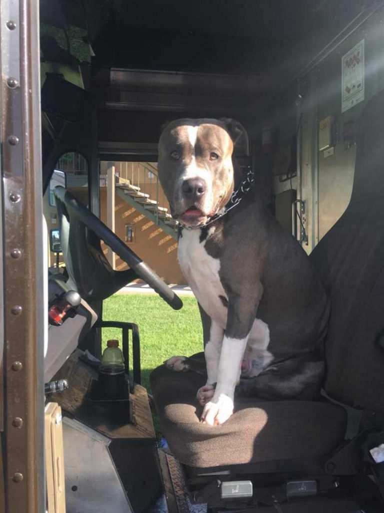 Ups Driver adopts huge Pitbull after owner dies