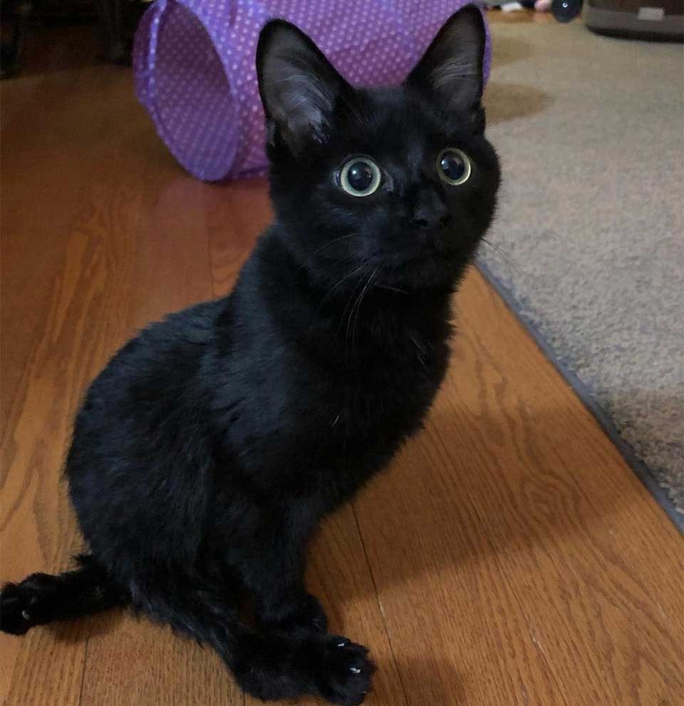 beautiful eyes kitten finds perfect home despite disability