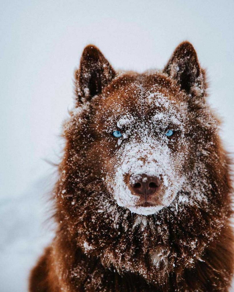 brown siberian husky beautiful dogs instagram