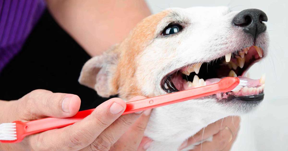 brush teeth dog