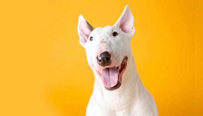 bull terrier Dangerous fault