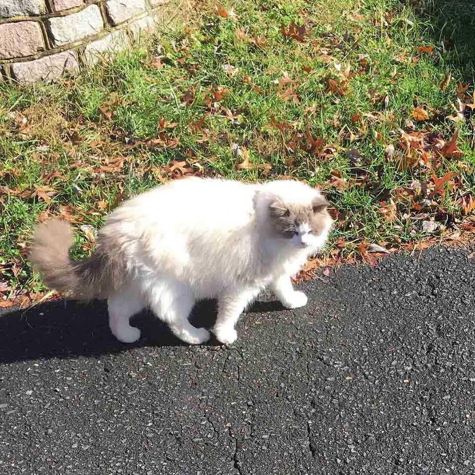 cat approached door neighbor finds family