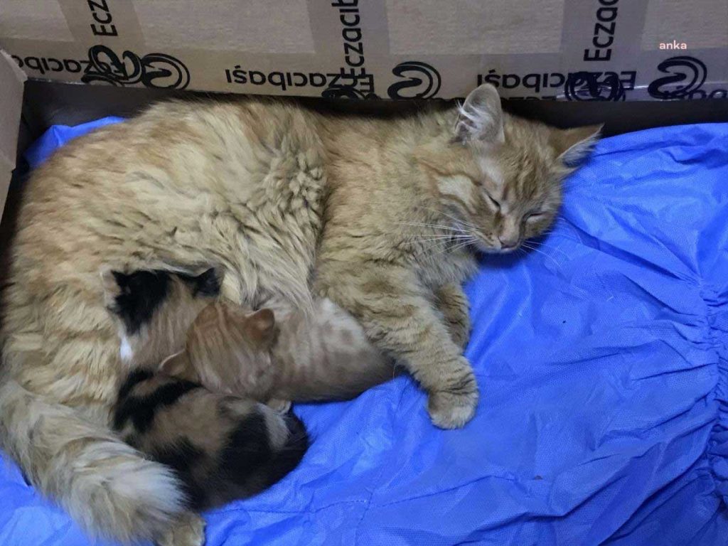 cat mom kittens safe