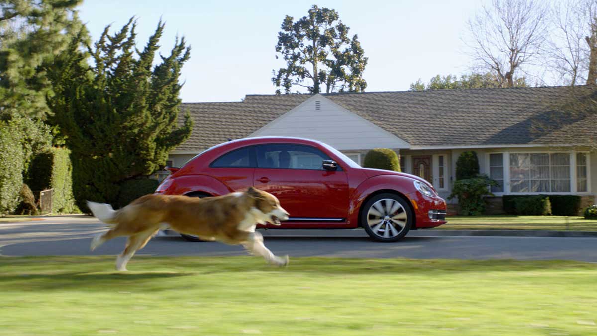 stop dog chasing car