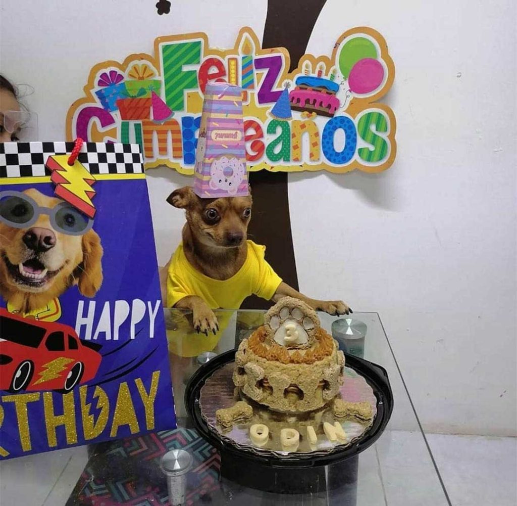 dog happy birthday