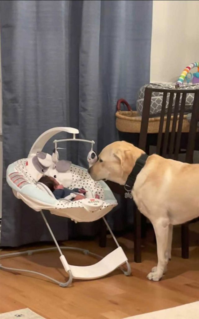 dog hear baby cry calm him down