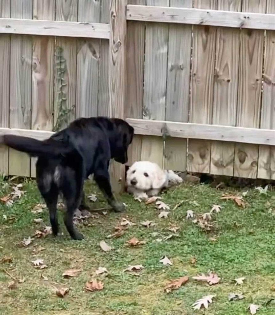dog no fence prevent meeting new neighbor