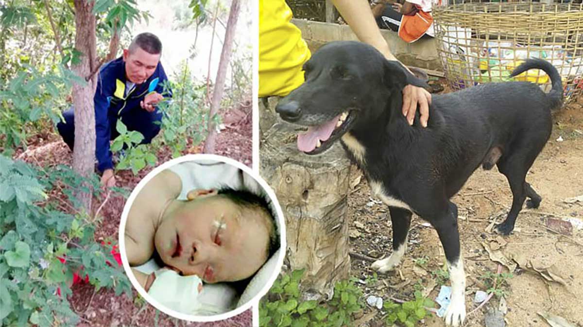 dog saves new born thailand