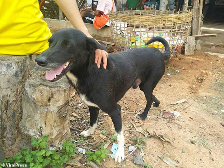 dog saves new born thailand