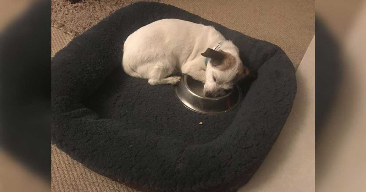 dog sleeps bowl food every night