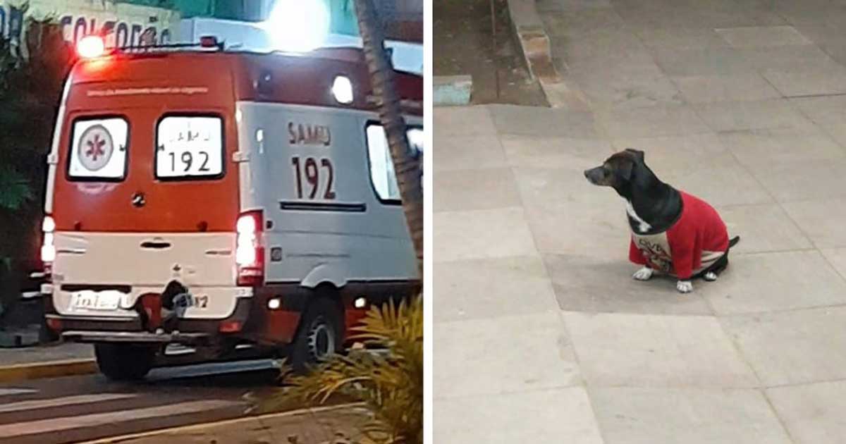 faithful dog rides ambulance follow father