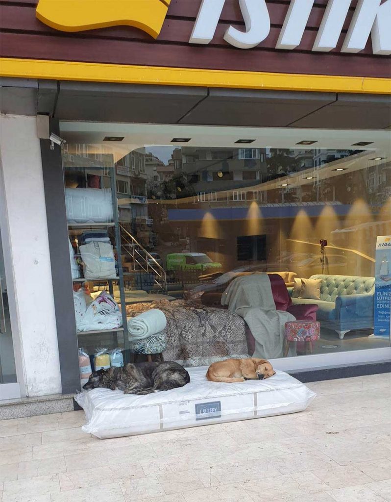 furniture store ensures dogs have a place to sleep
