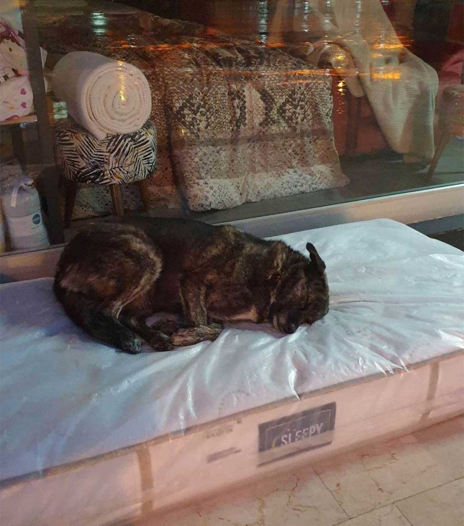 furniture store ensures dogs have a place to sleep