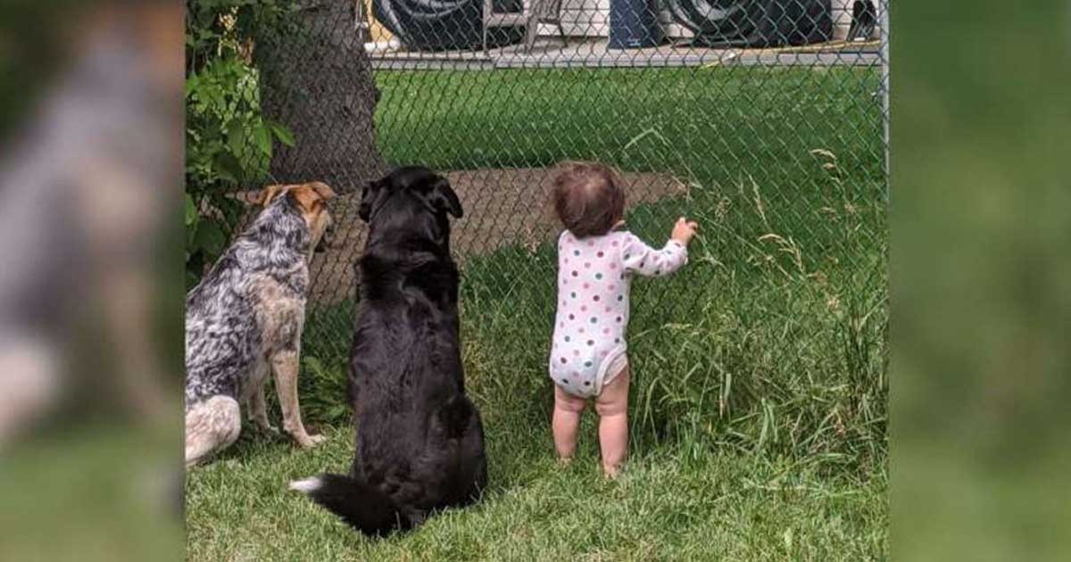 girl joins dogs receive neighbor gift