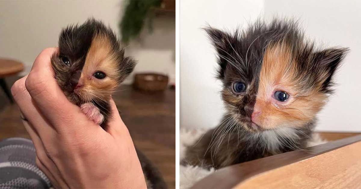kitten found wall looks like two different cats