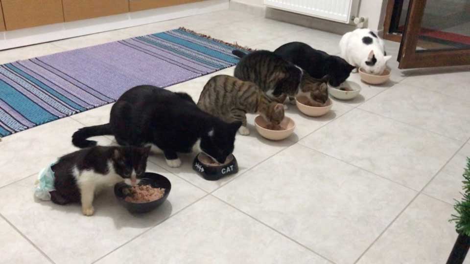 kittens-ashen-istanbul