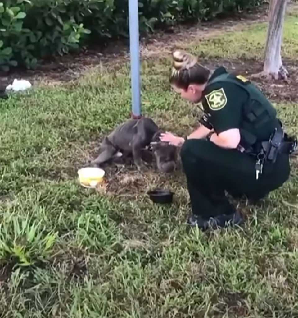 policeman strokes dog