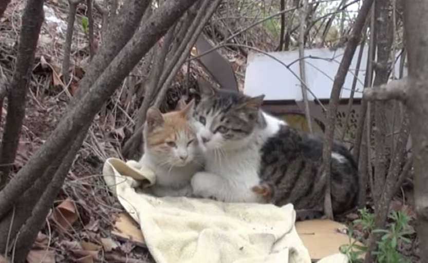 rescued-Nabi-Norang-cats