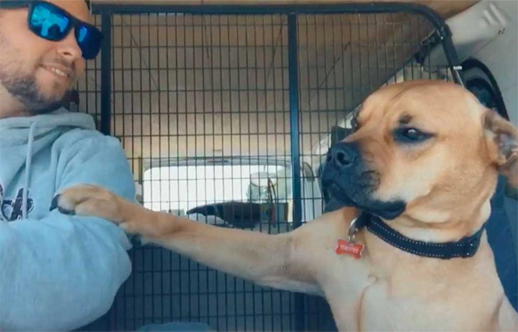 rescued dog give hand new dad