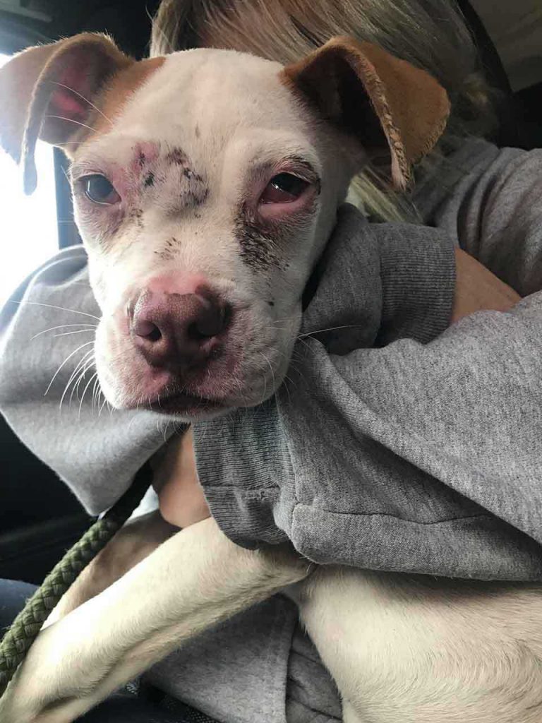 rescued dog sweetest hug woman