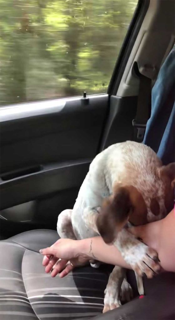 woman saves puppy takes hand appreciation