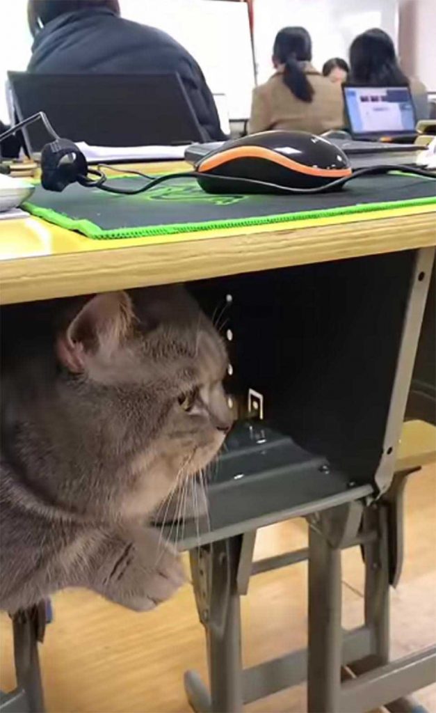 woman takes cat to class