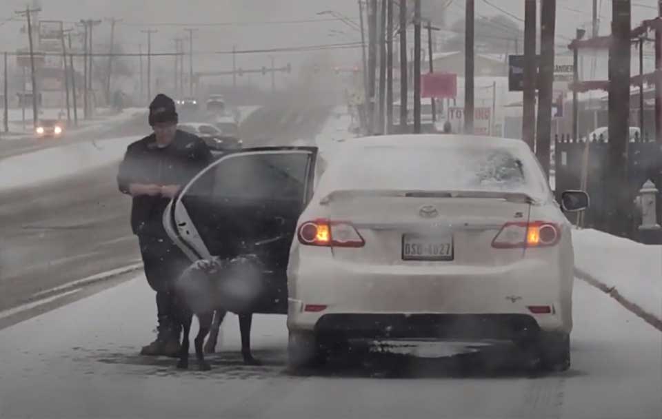 A woman saves a dog