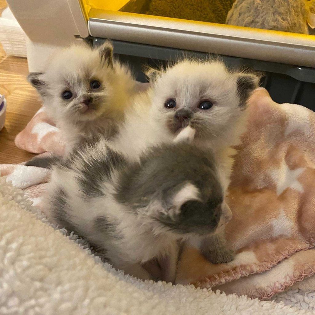 Beautiful rescued kittens