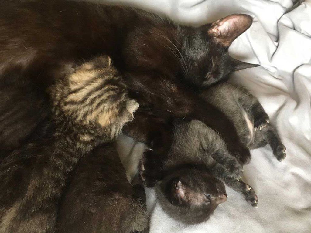 Cat with her babies