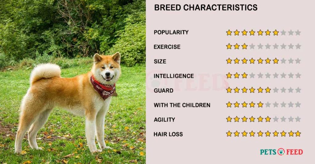 Dog-characteristics-Akita-Inu