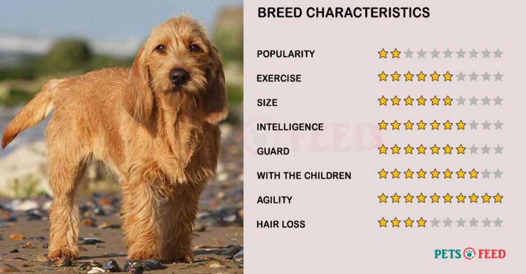 Dog-characteristics-Basset-Fauve-de-Bretagne