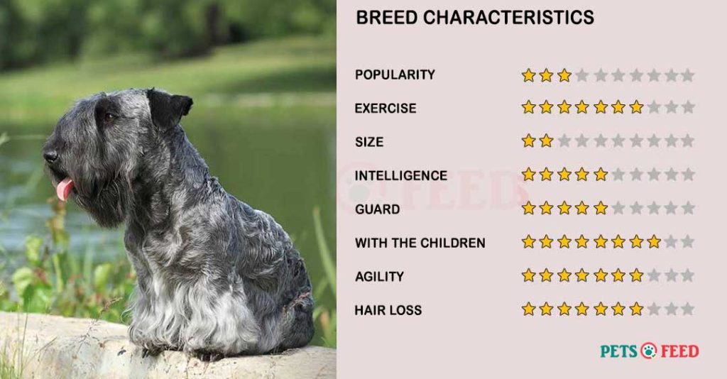 Dog-characteristics-Cesky-Terrier