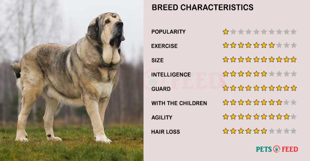 Dog-characteristics-Spanish-Mastiff