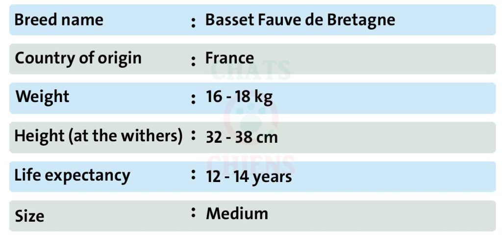 Dog sheet Basset Fauve de Bretagne