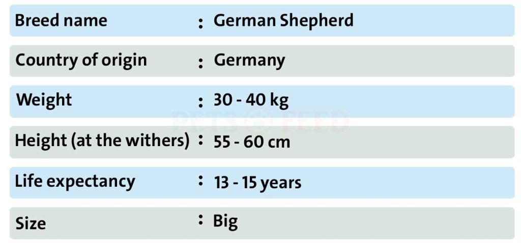 Dog-sheet-German-Shepherd