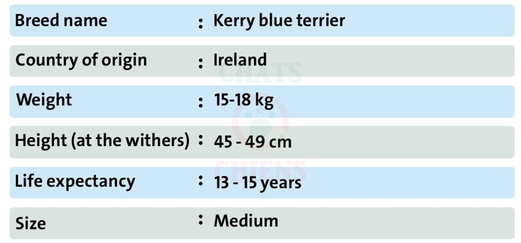 Dog sheet Kerry blue terrier