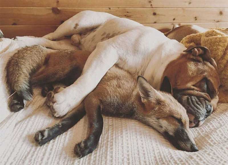 Fox and bulldog rescued inseparable