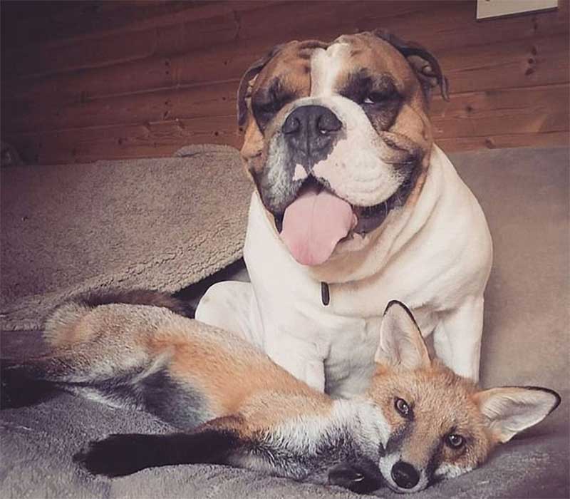 Fox and bulldog rescued