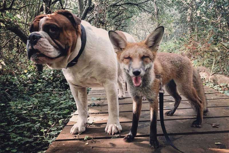 Friends saved a fox and a bulldog