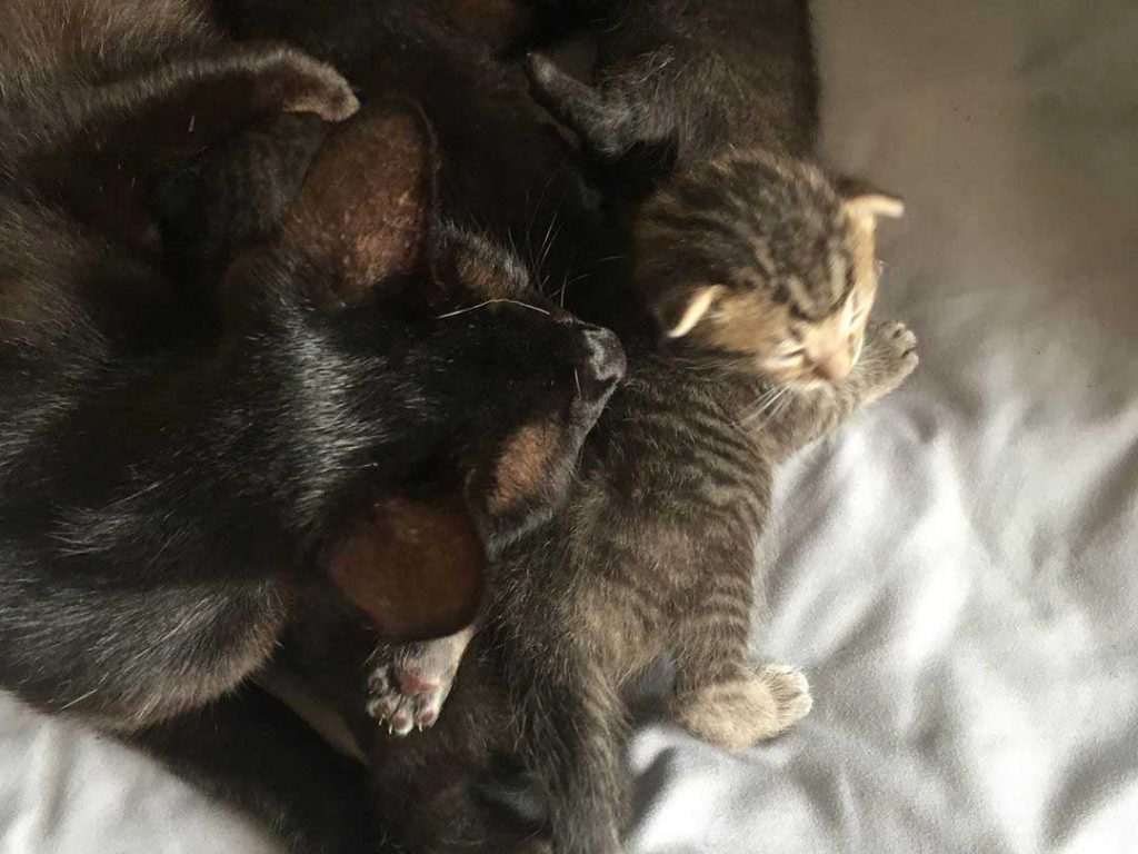 Kittens safe