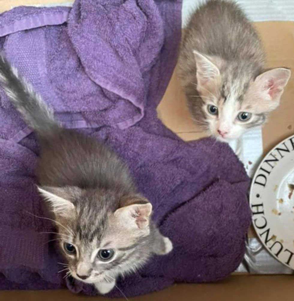 Little rescued kittens