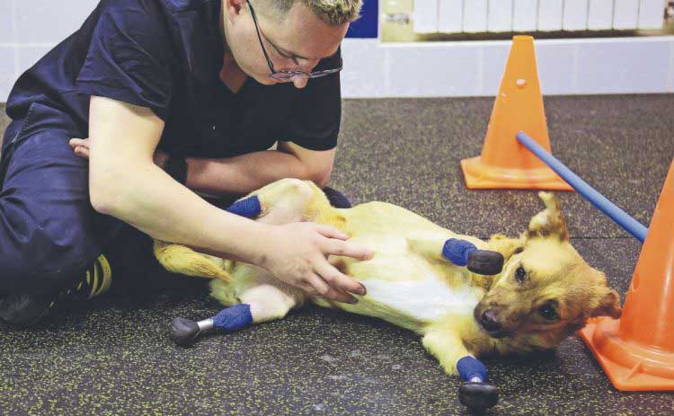 Monika abandoned dog walking bionic prostheses