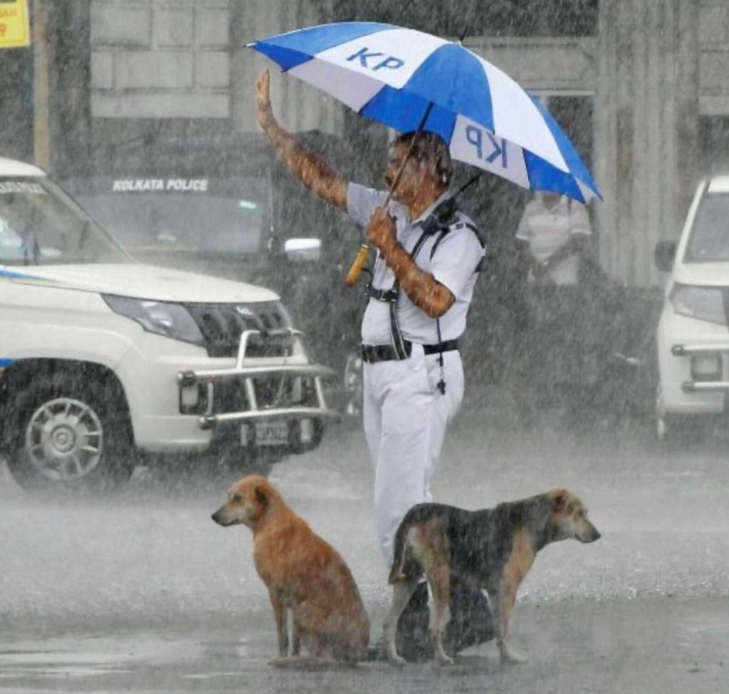 Police Shares Umbrella With Homeless Dogs During Heavy Storm